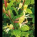 Palma Maicii Domnului cu frunze variegate Aureoreticulata C3